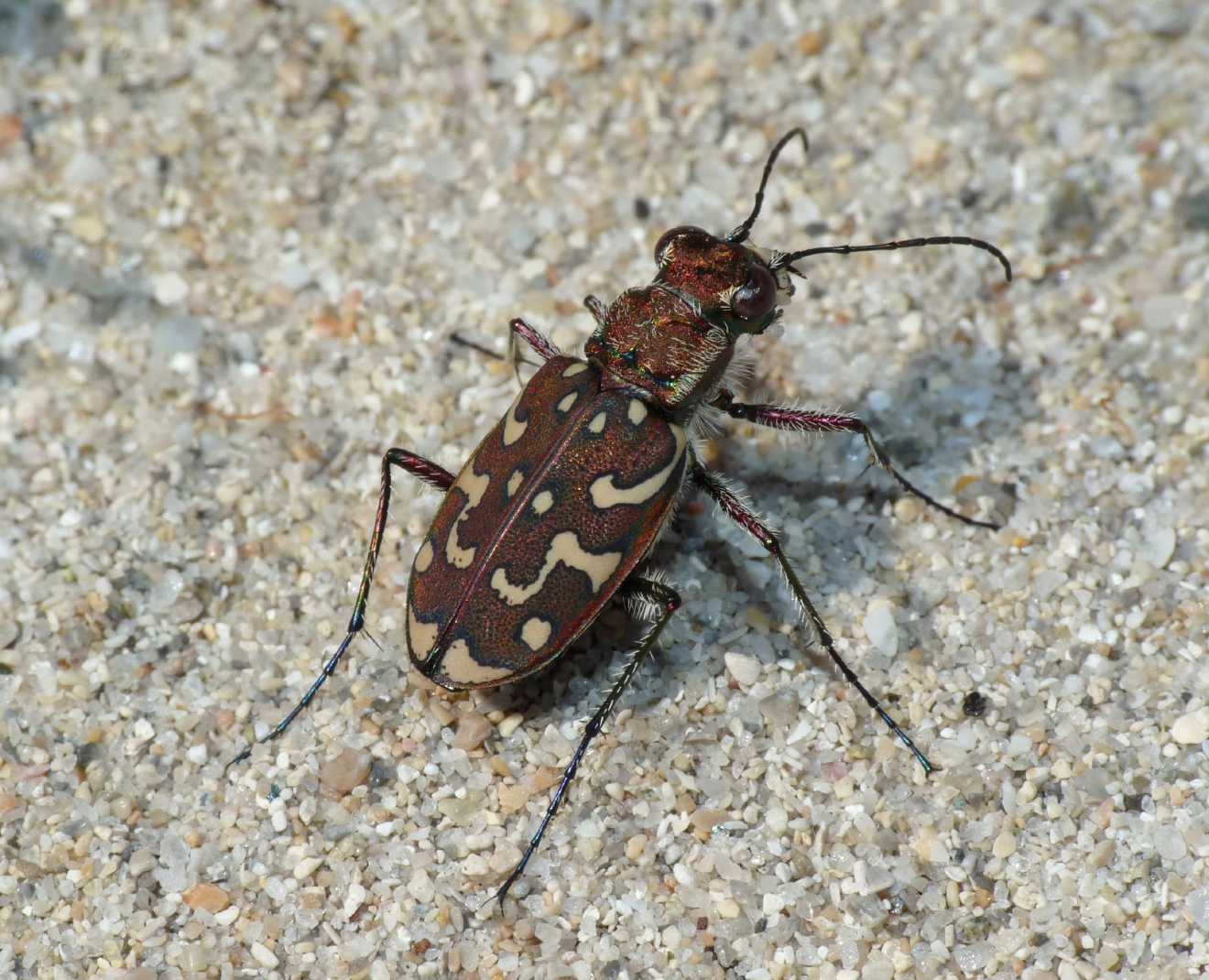 Lophyra flexuosa sardea e Calomera littoralis